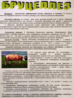 Бруцеллез